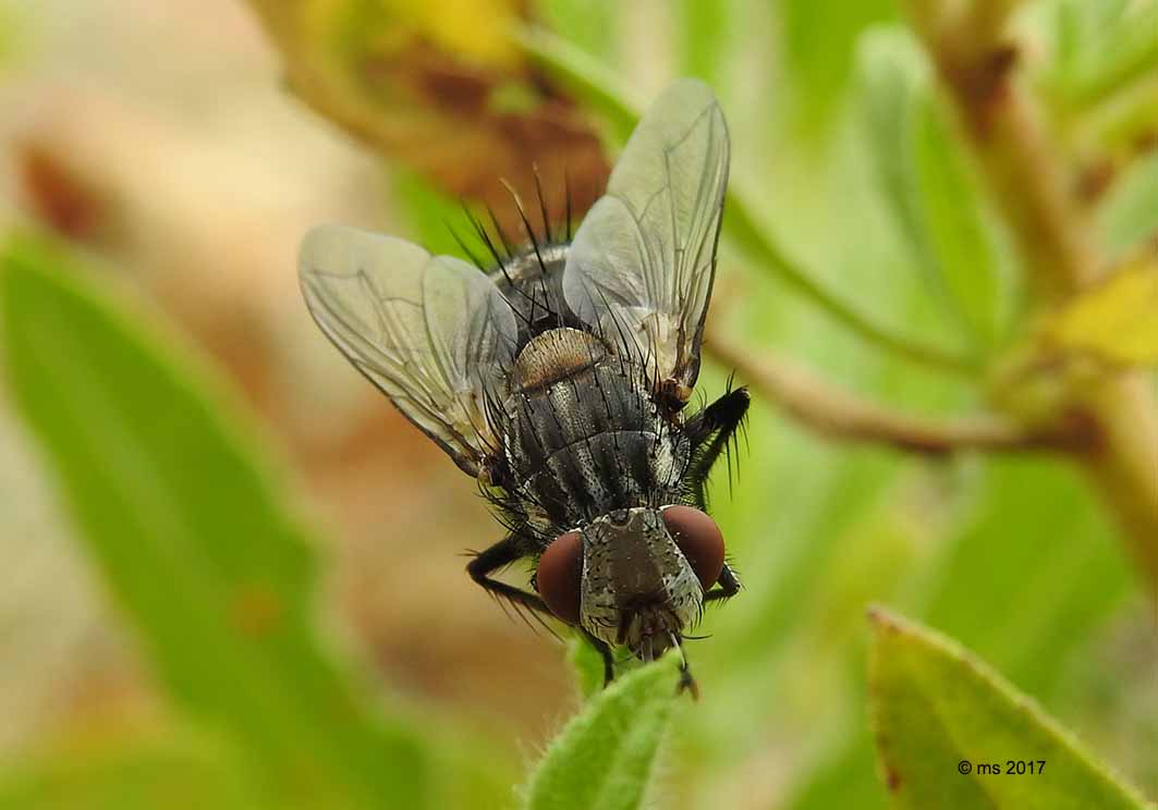 Spallanzania sp. ♂ (Tacninidae) e Musca cfr. domestica (Muscidae)